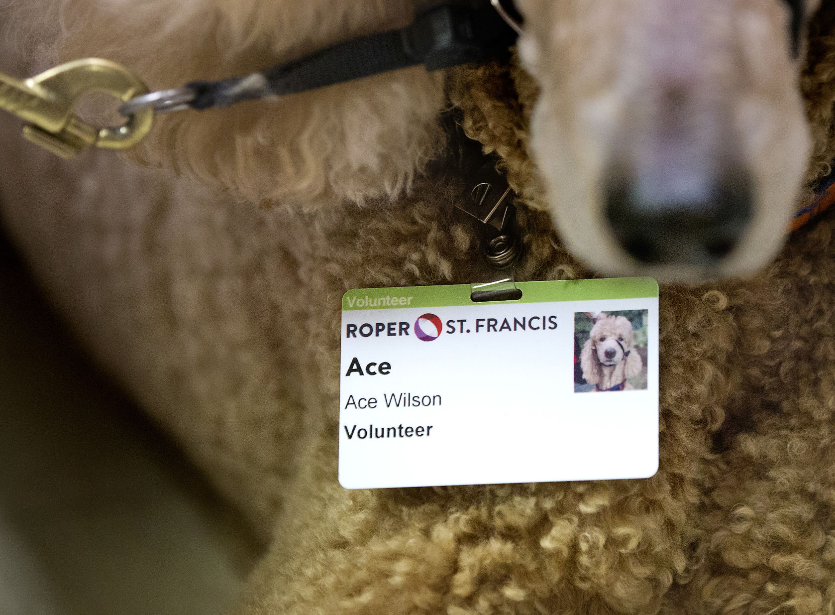 Ace dog tag.jpg